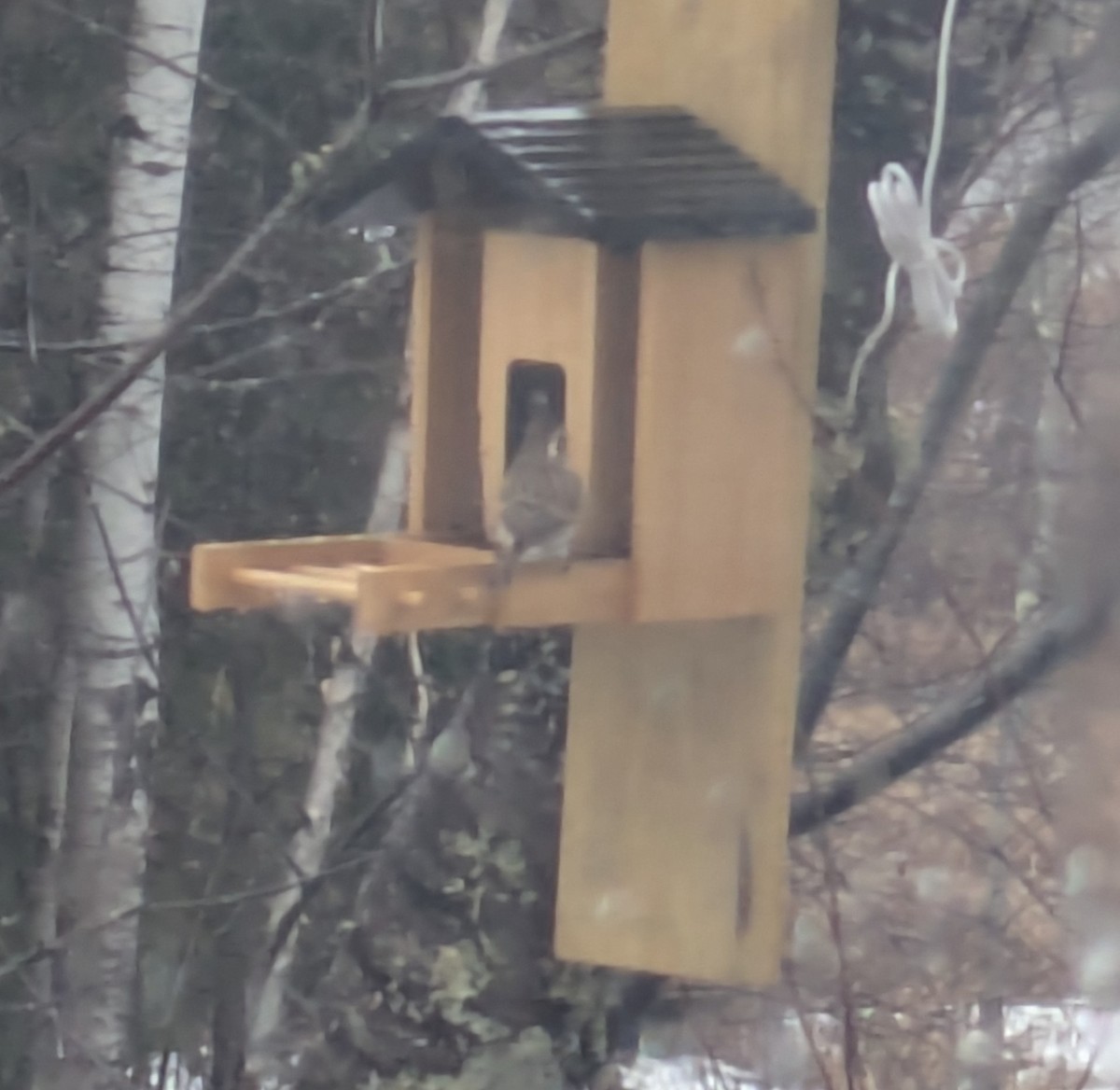 Song Sparrow - ML654876611