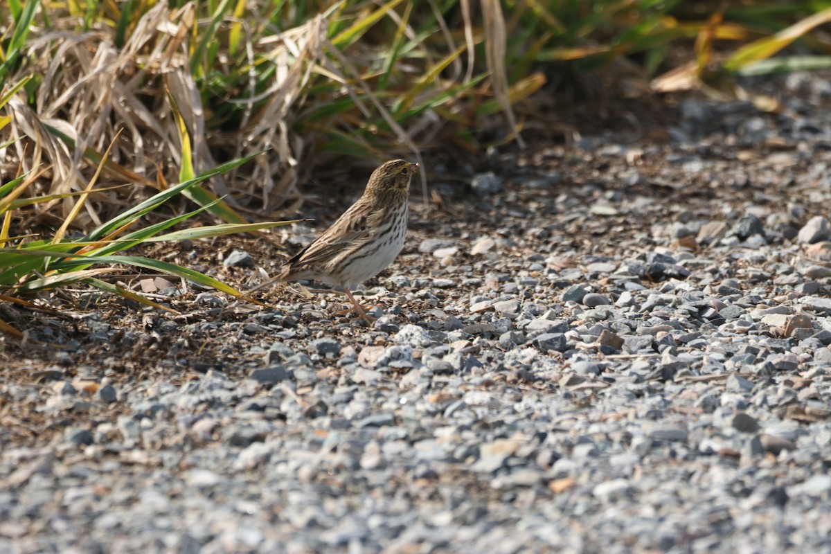 Savannah Sparrow - ML654876805