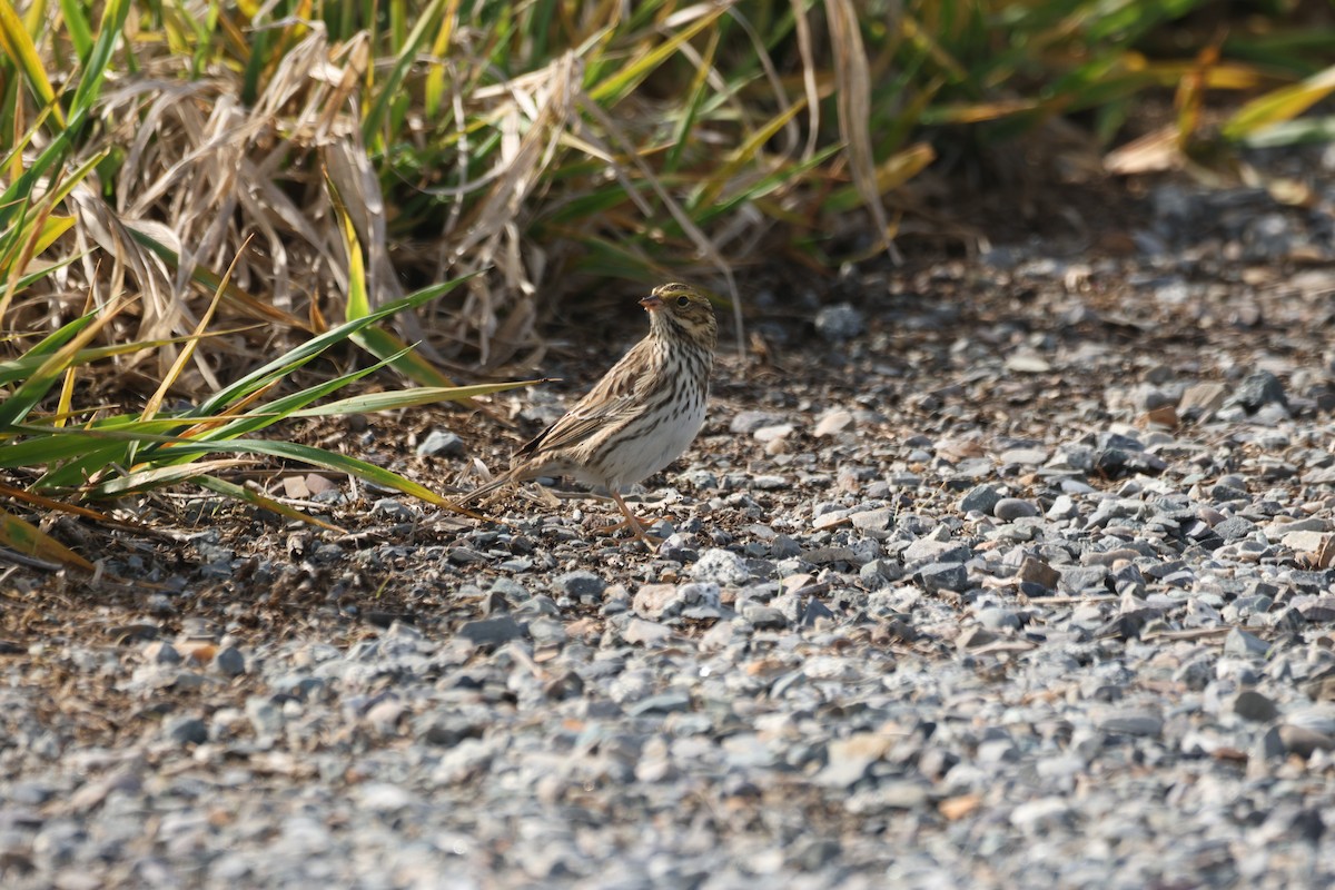 Savannah Sparrow - ML654876806