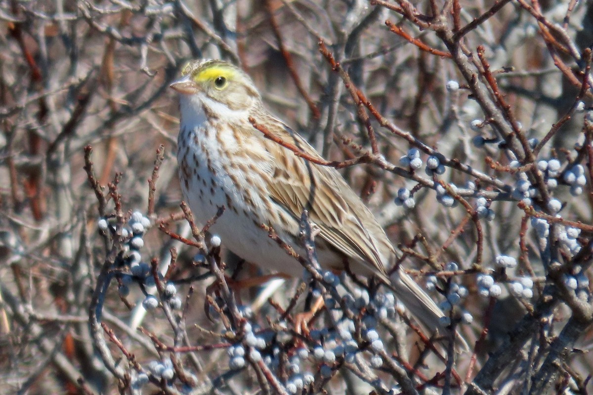 Savannah Sparrow - ML654877132