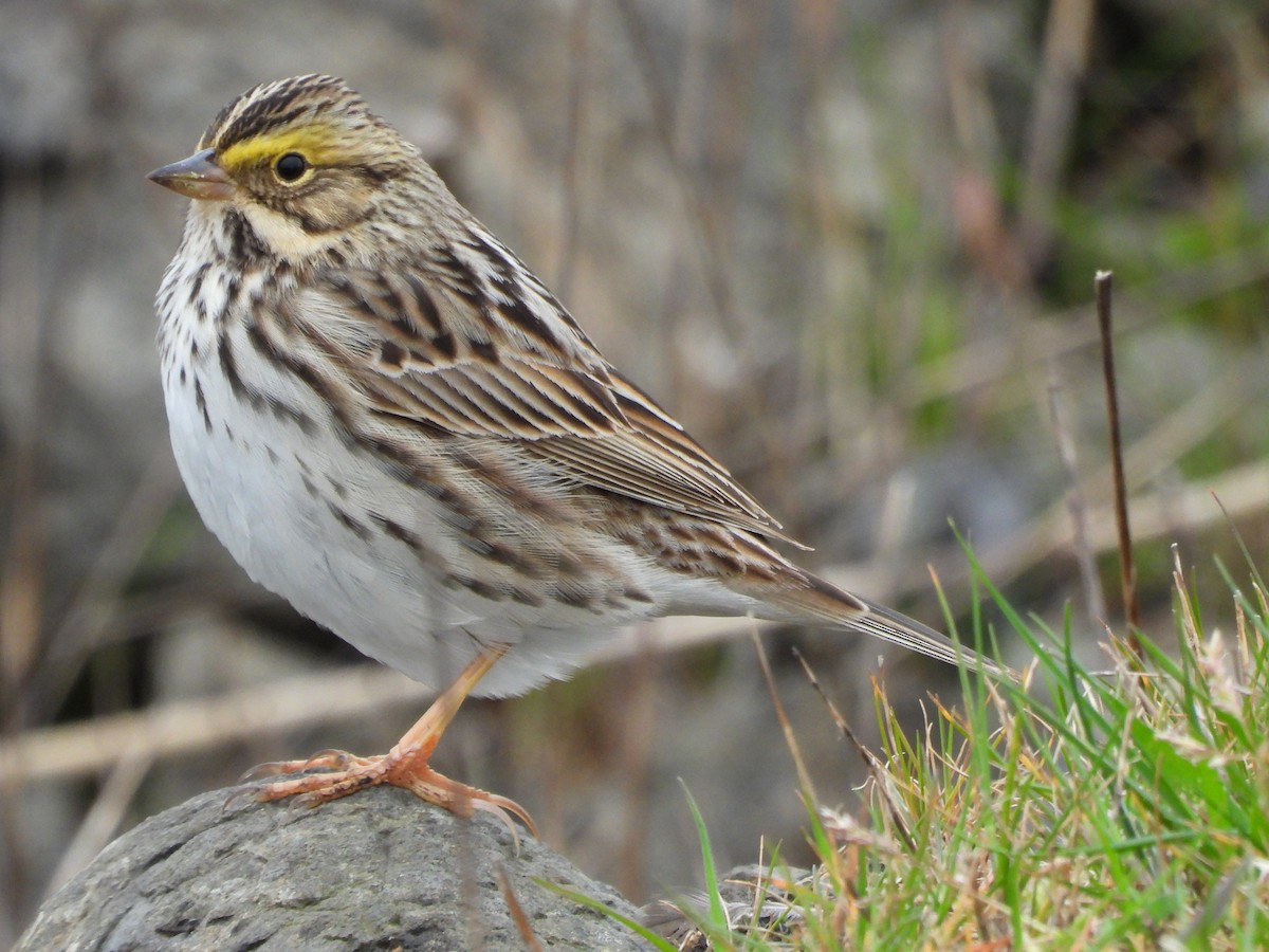Savannah Sparrow - ML654877562