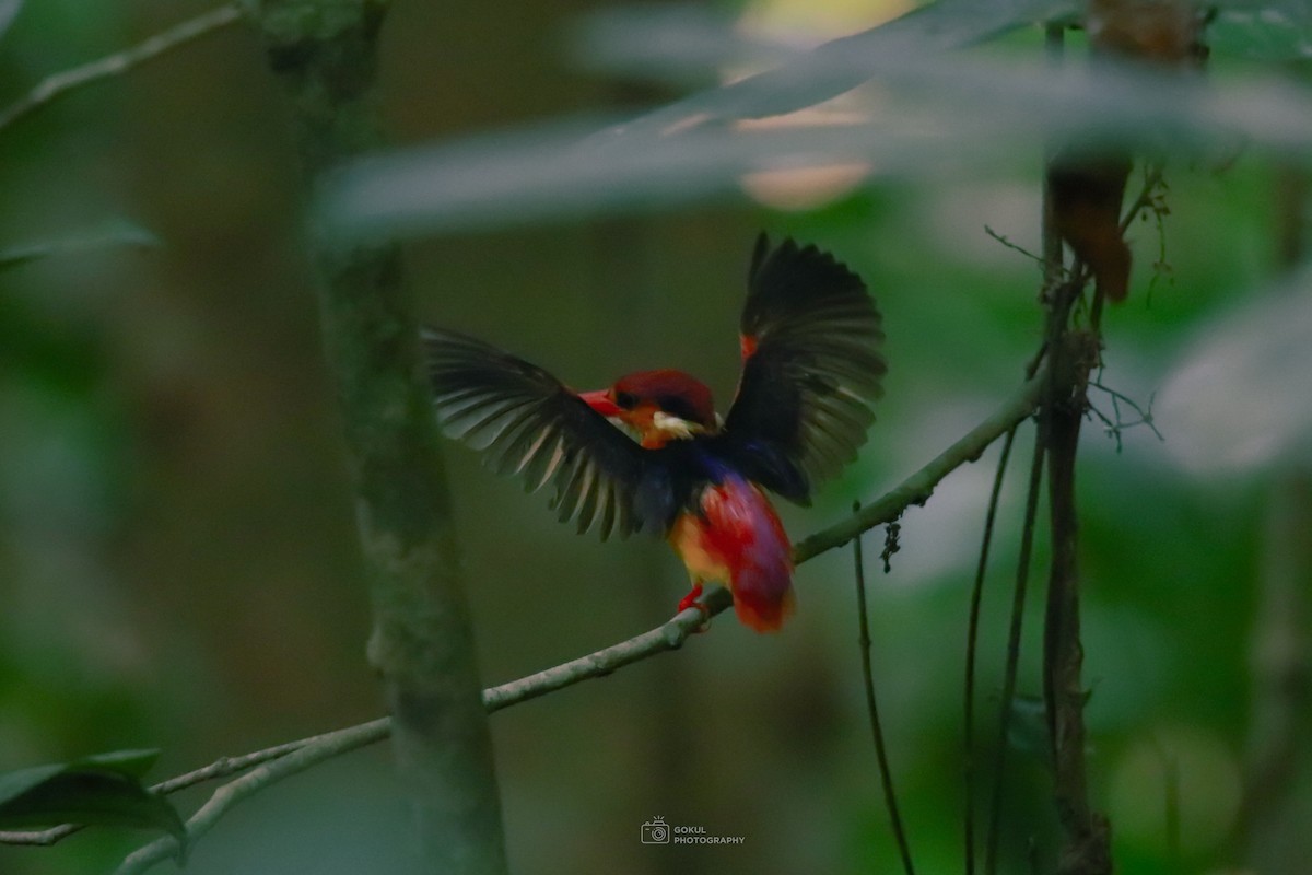 Dschungelzwergfischer - ML654878631