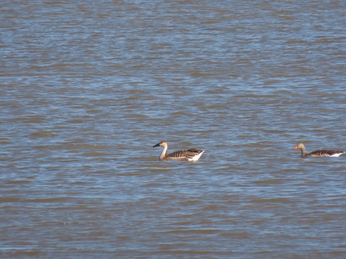 Ánsar Cisnal - ML654878910