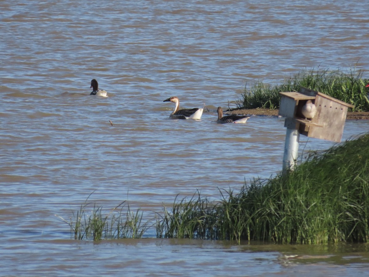 Ánsar Cisnal - ML654878911