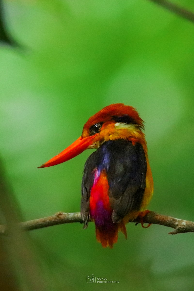 Dschungelzwergfischer - ML654879038