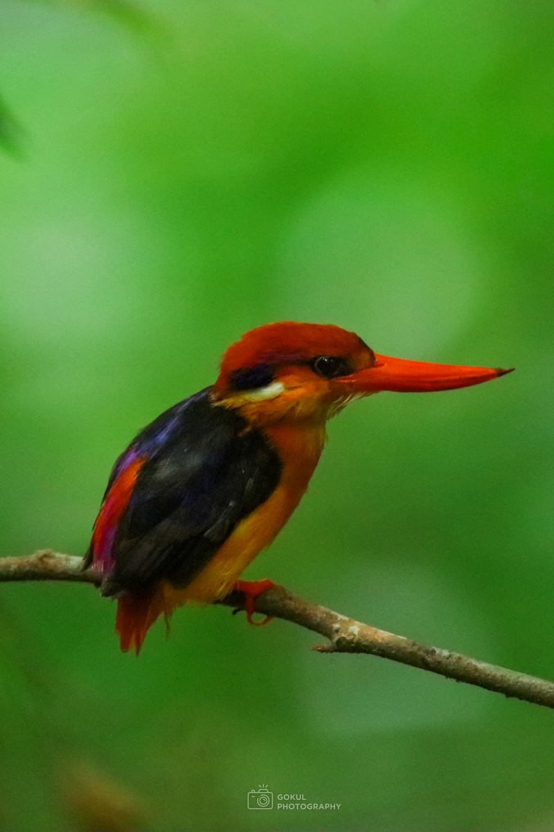 Dschungelzwergfischer - ML654879039