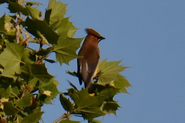 Cedar Waxwing - ML654879689