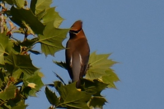 Cedar Waxwing - ML654879690