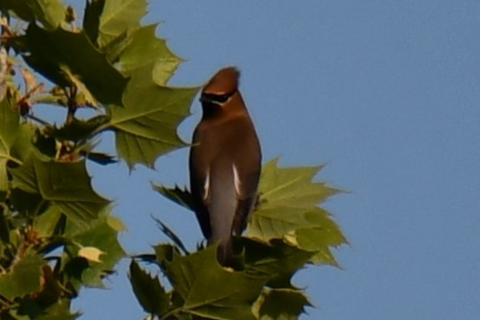 Cedar Waxwing - ML654879691