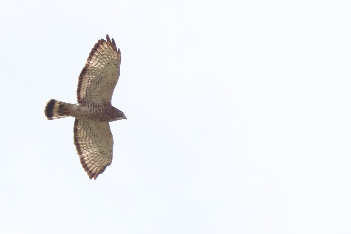 Breitflügelbussard - ML654879869