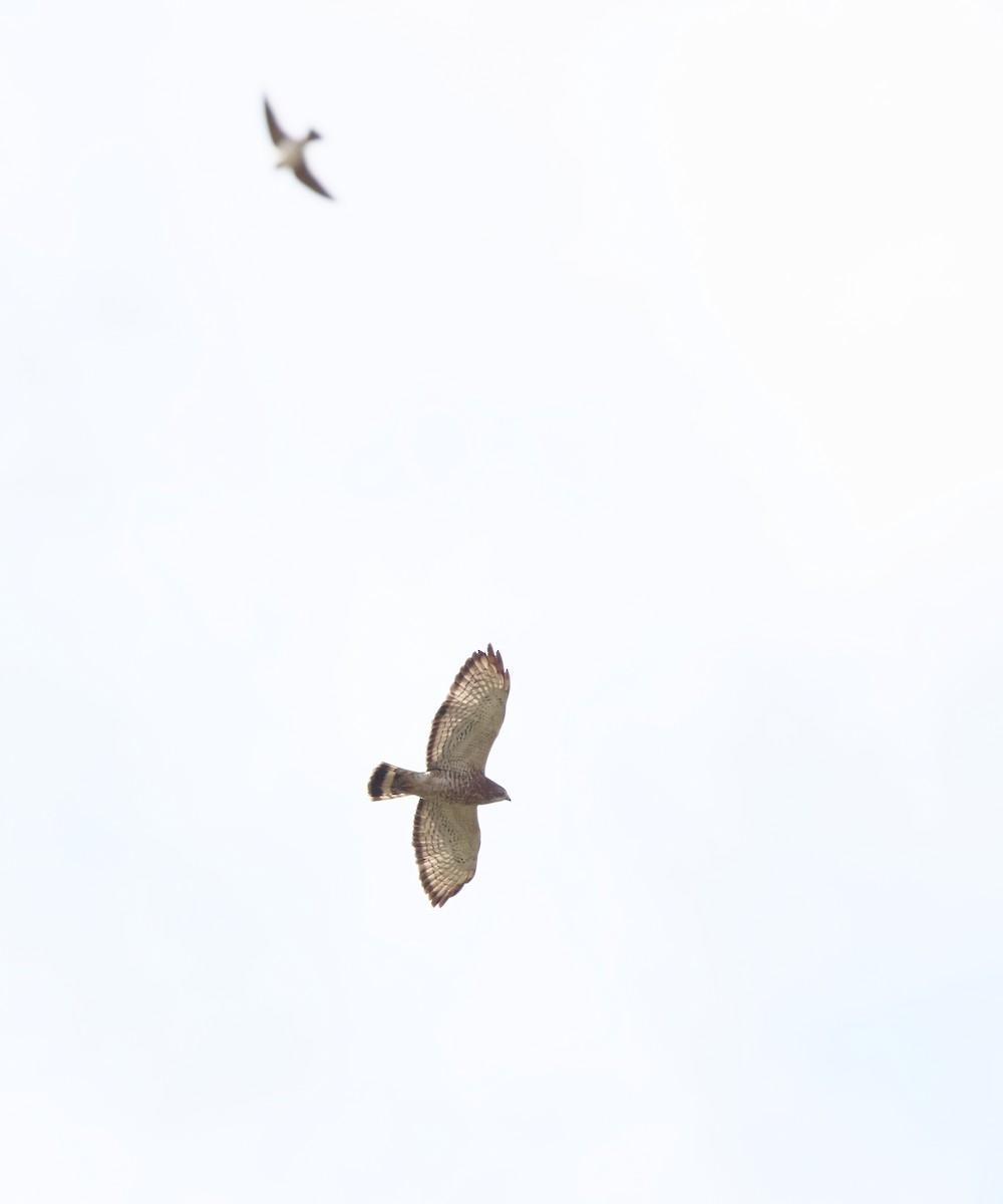 Breitflügelbussard - ML654879872