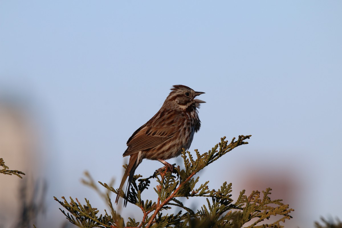 Song Sparrow - ML654879960