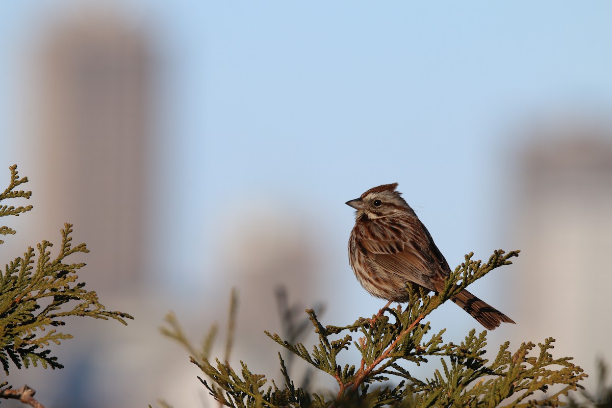 Song Sparrow - ML654879961