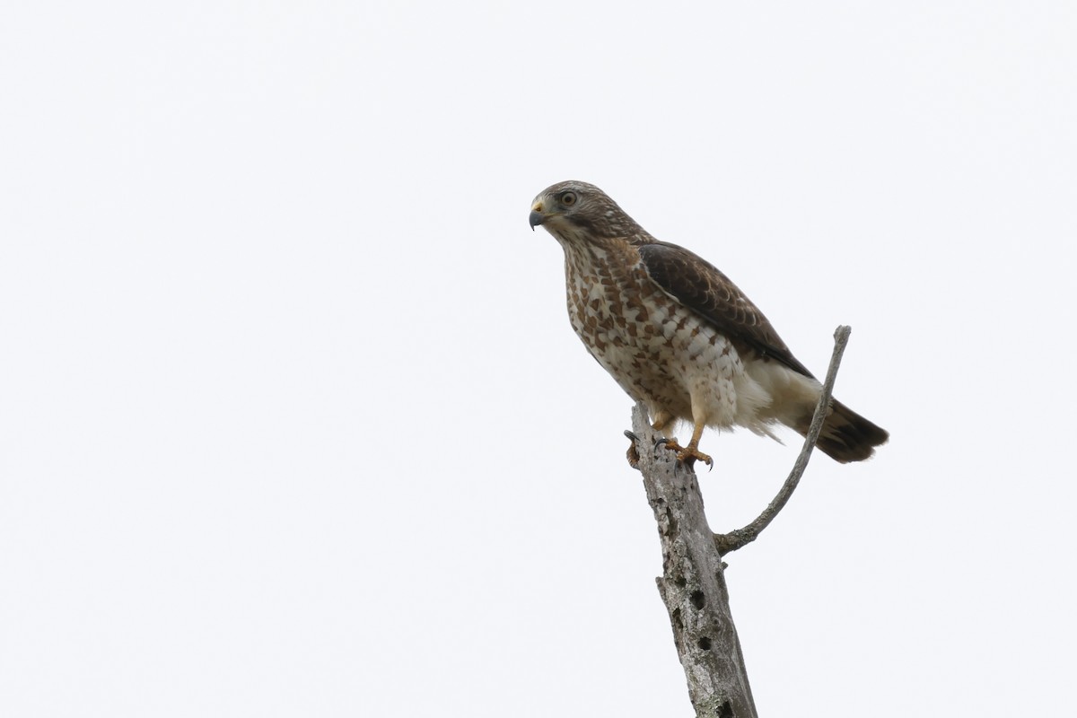 Breitflügelbussard - ML654880215