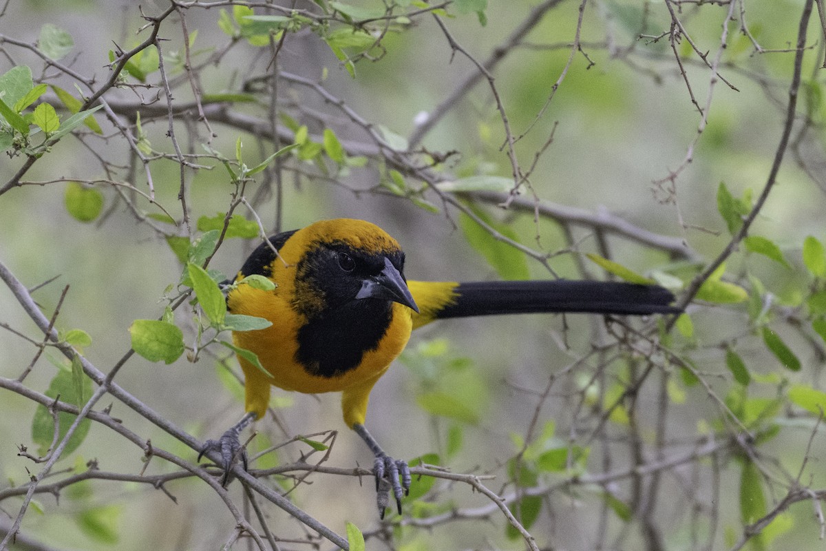 Hooded Oriole - ML654880567