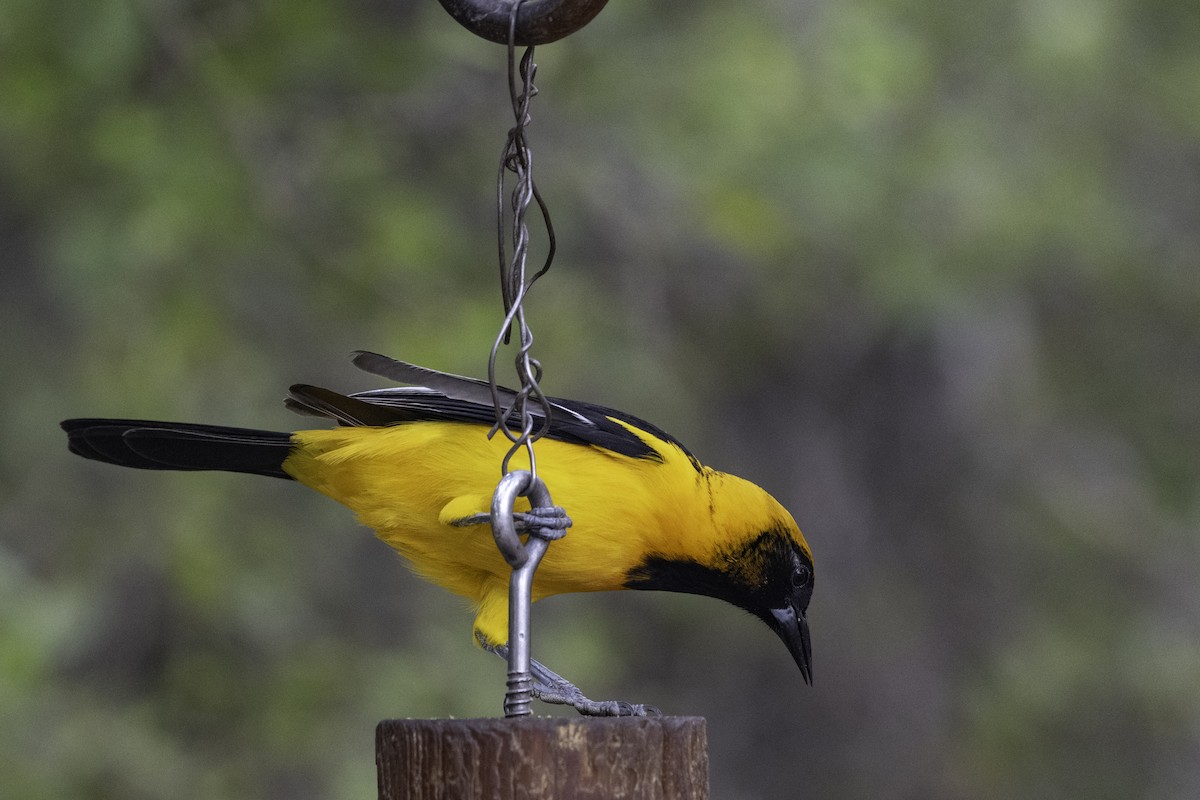 Hooded Oriole - ML654880572