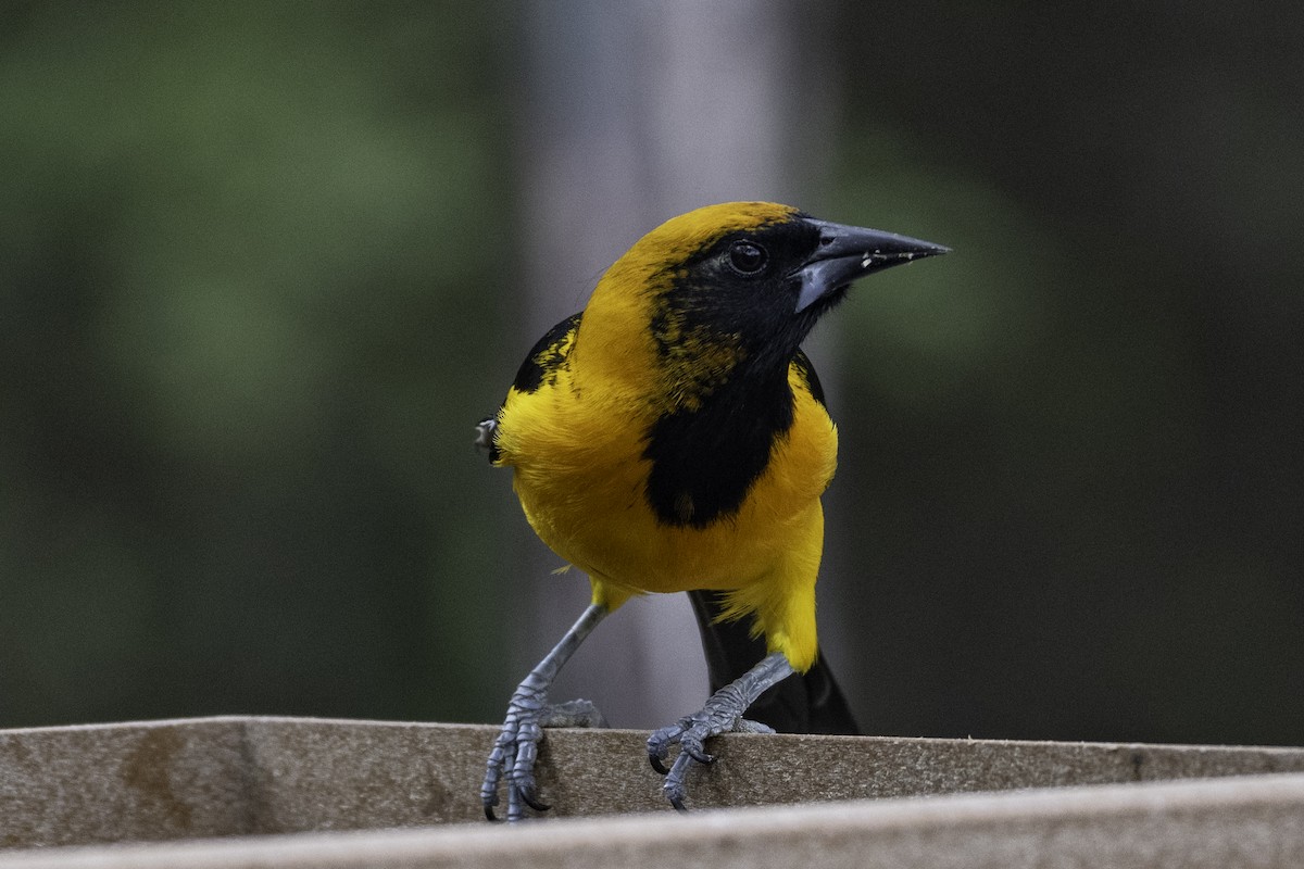 Hooded Oriole - ML654880573