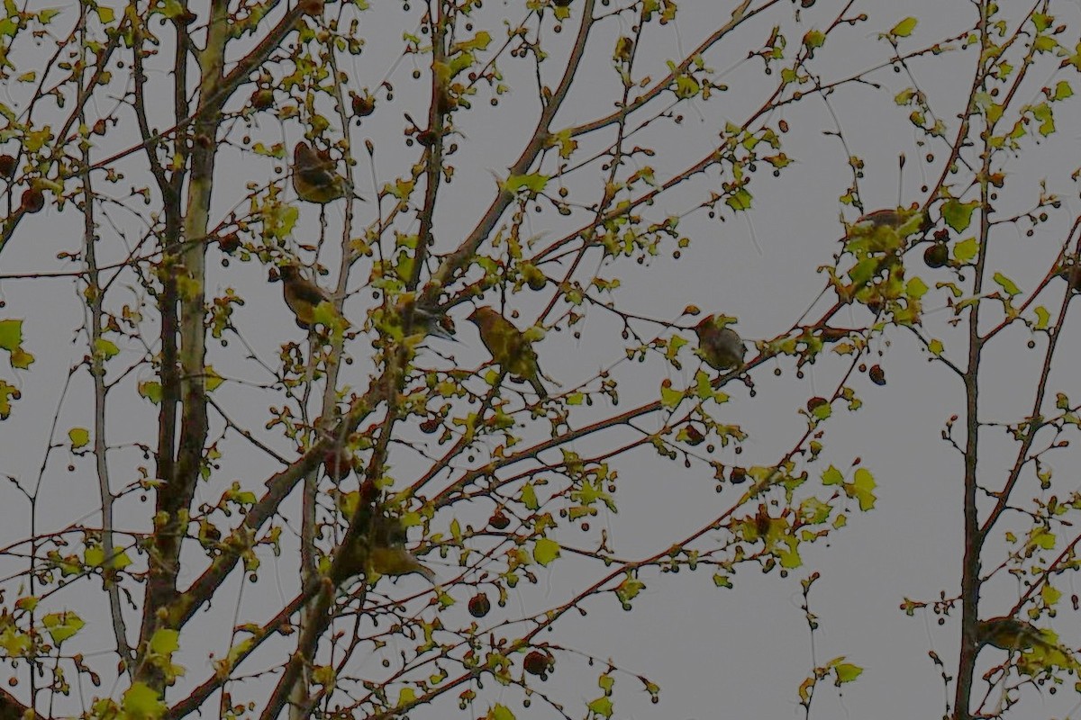 Cedar Waxwing - ML654880771