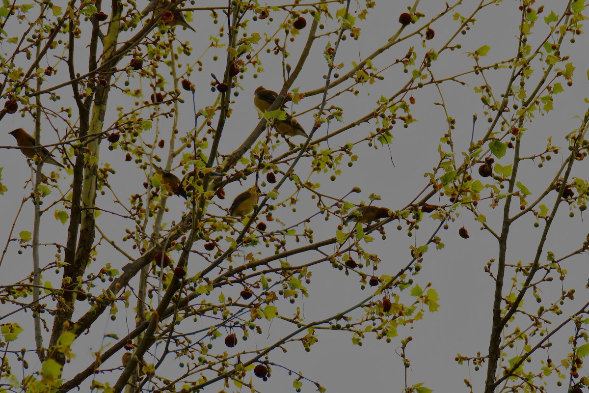 Cedar Waxwing - ML654880772