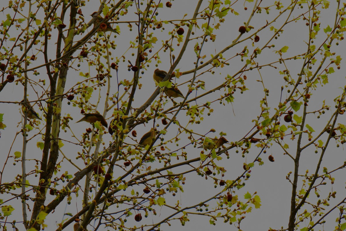Cedar Waxwing - ML654880773