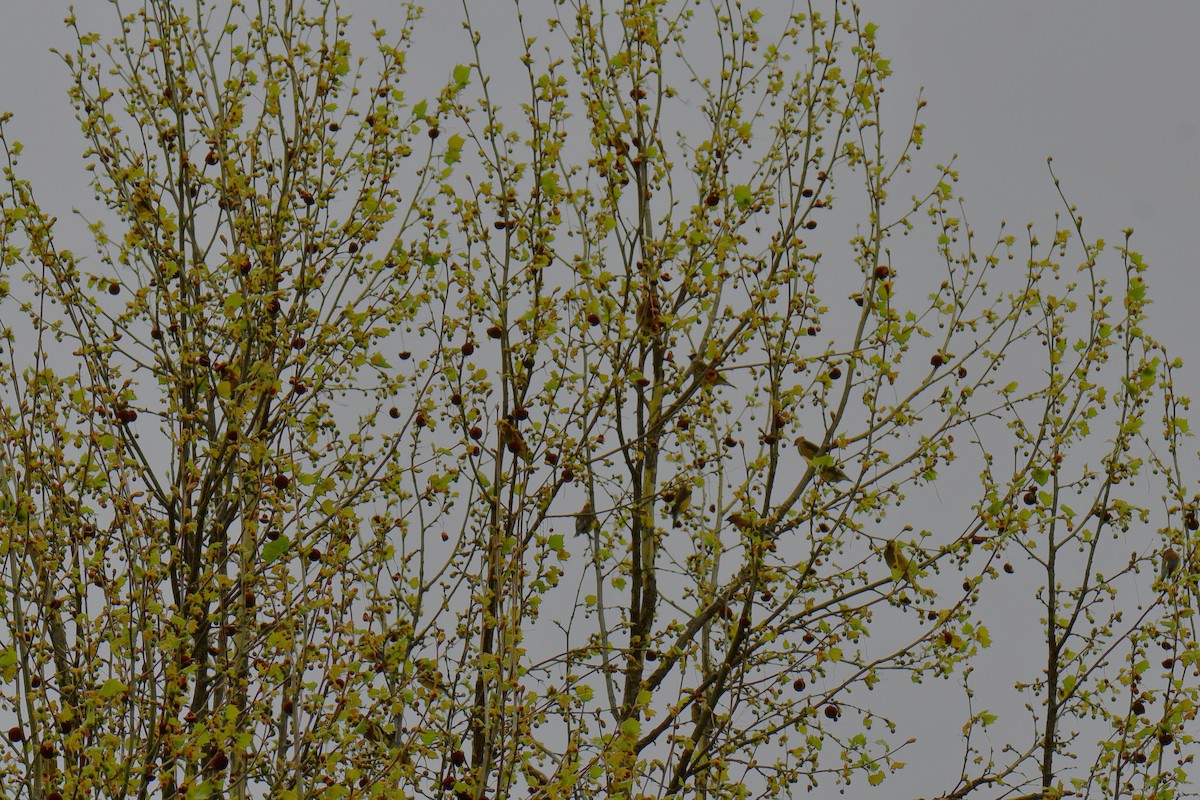 Cedar Waxwing - ML654880774