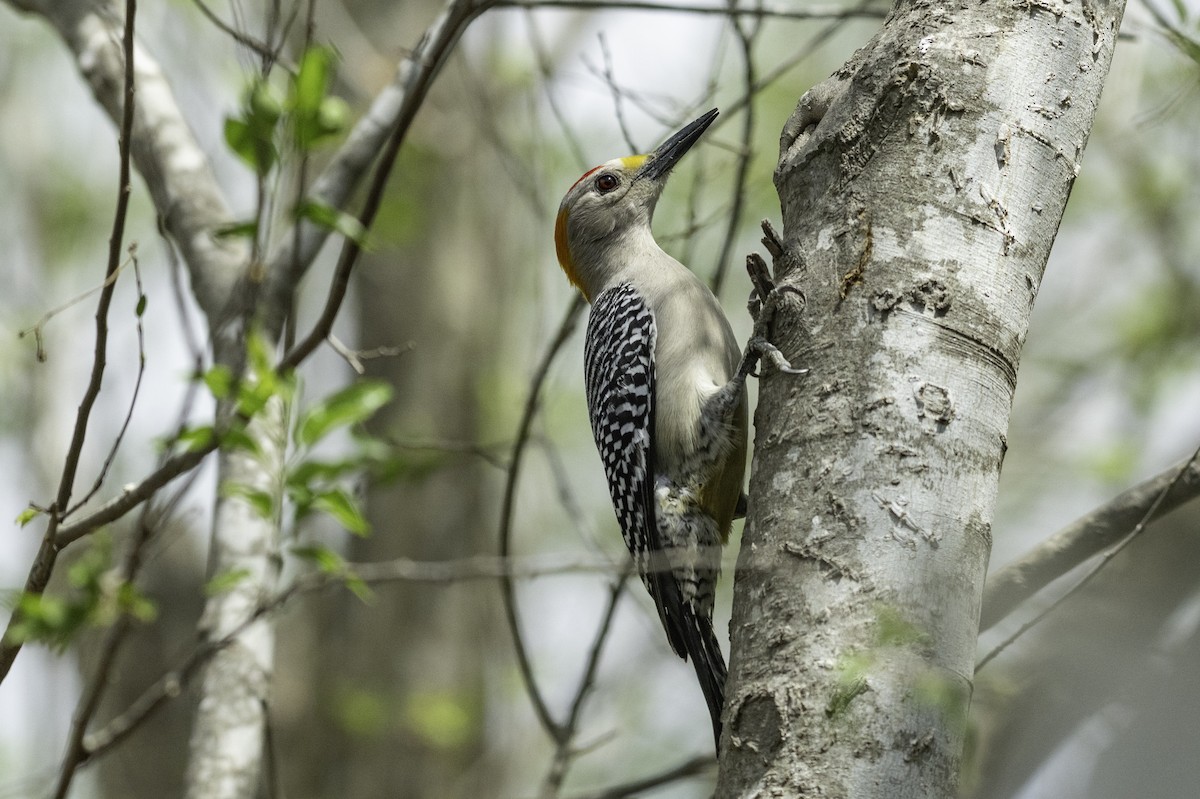 Golden-fronted Woodpecker - ML654880807