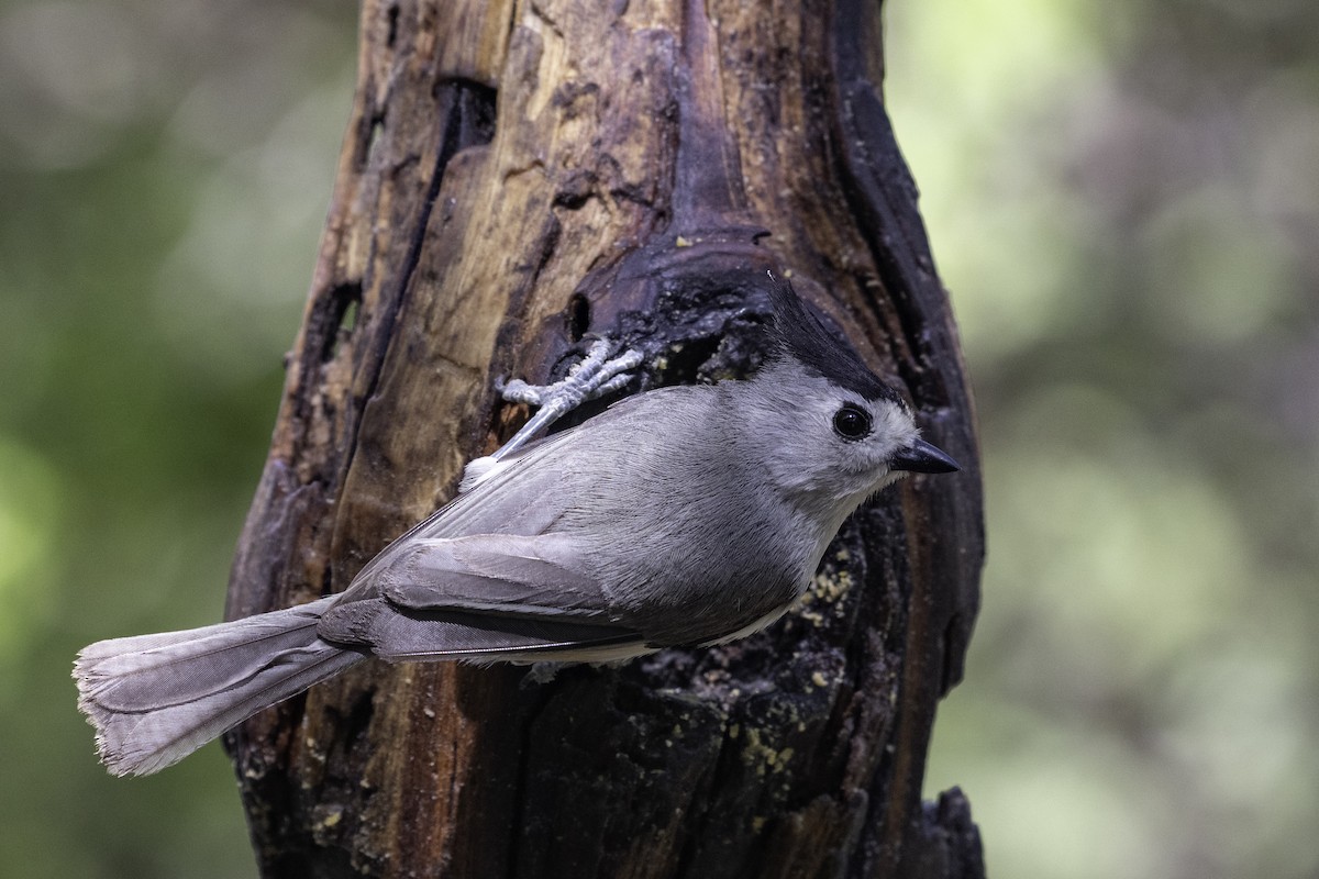 Black-crested Titmouse - ML654880817