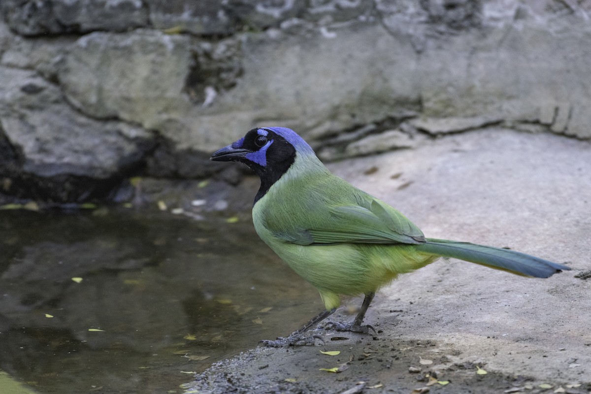 Green Jay - ML654880822