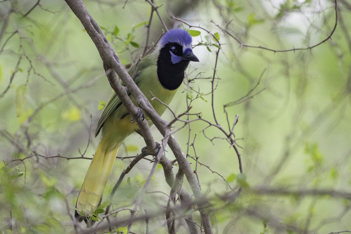 Green Jay - ML654880825