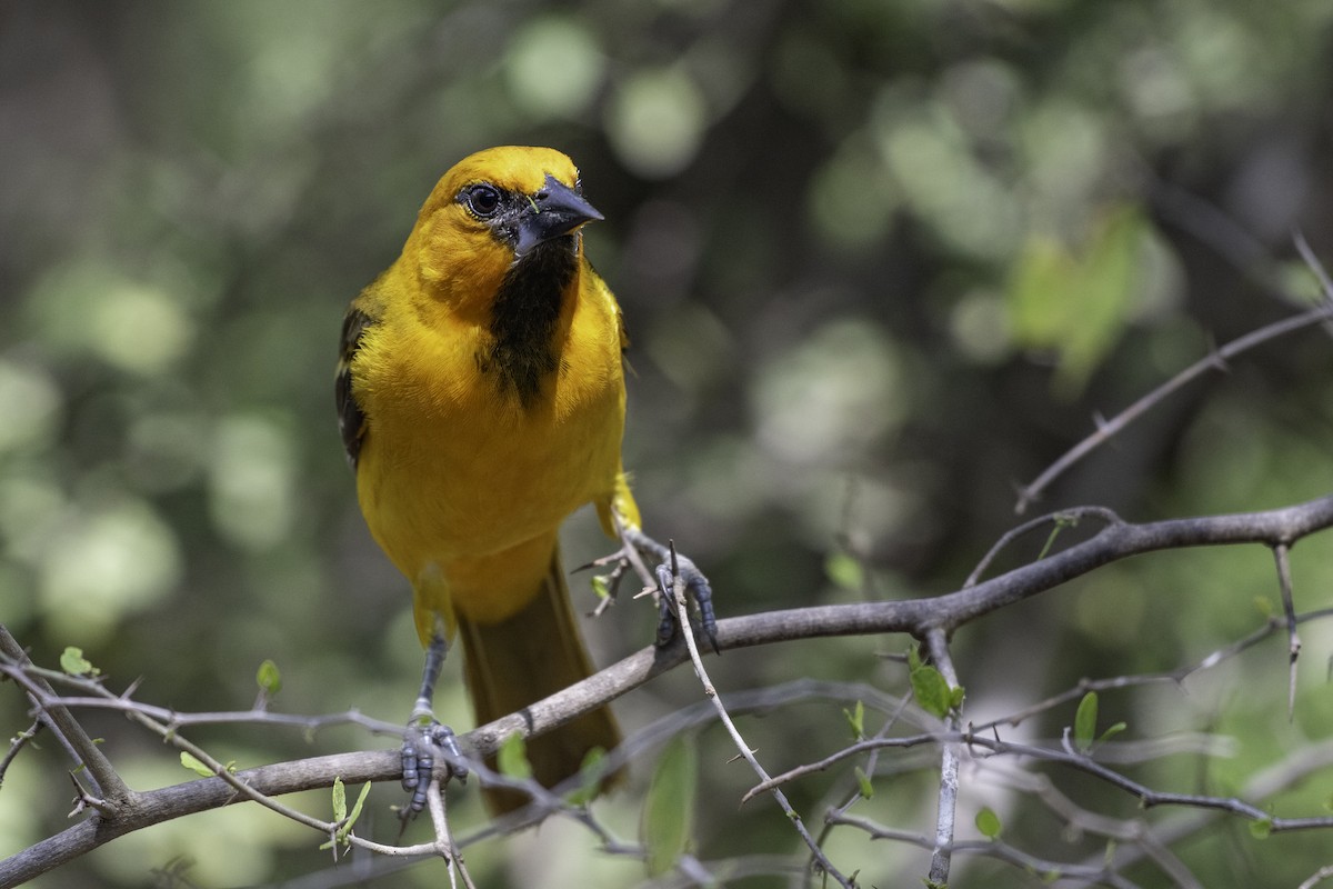 Altamira Oriole - ML654880848