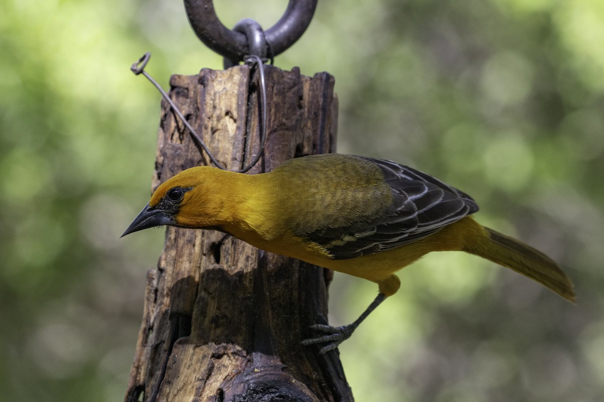 Altamira Oriole - ML654880854