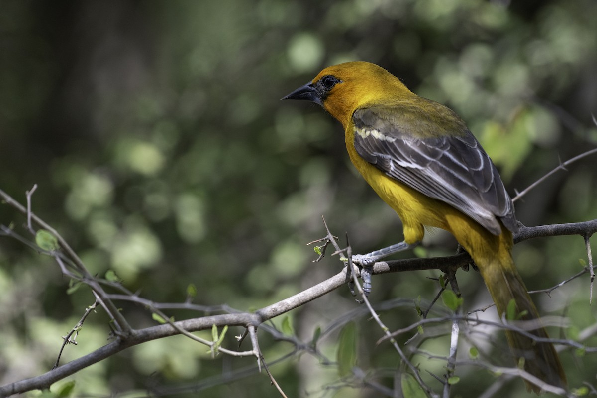 Altamira Oriole - ML654880863