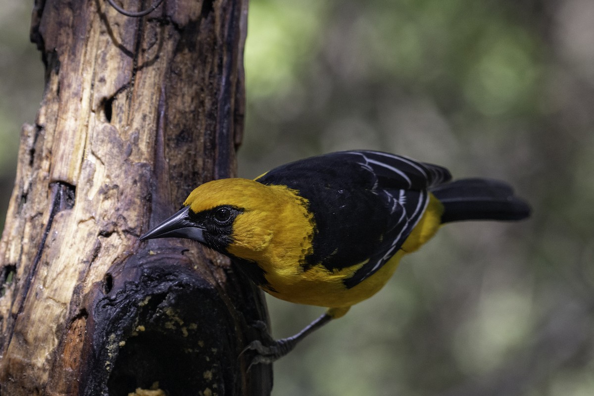 Altamira Oriole - ML654880866
