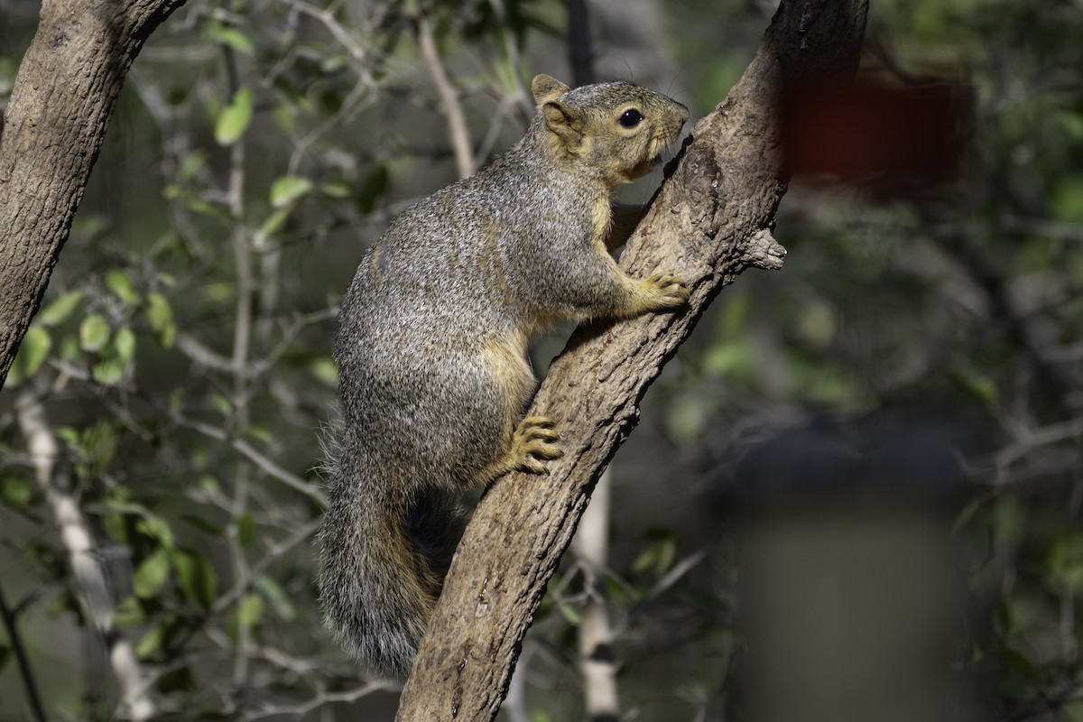 Texas Fox Squirrel - ML654880950