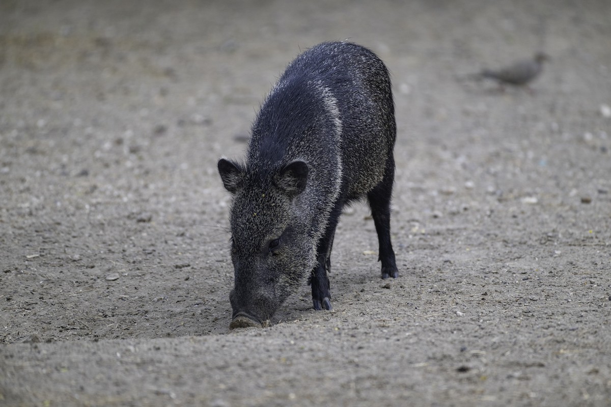 Texas Collared Peccary - ML654881026