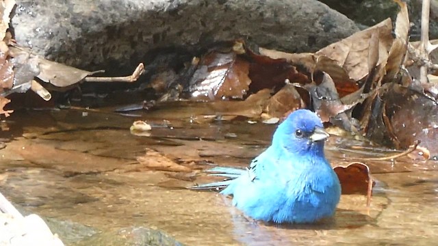 Indigo Bunting - ML654881037