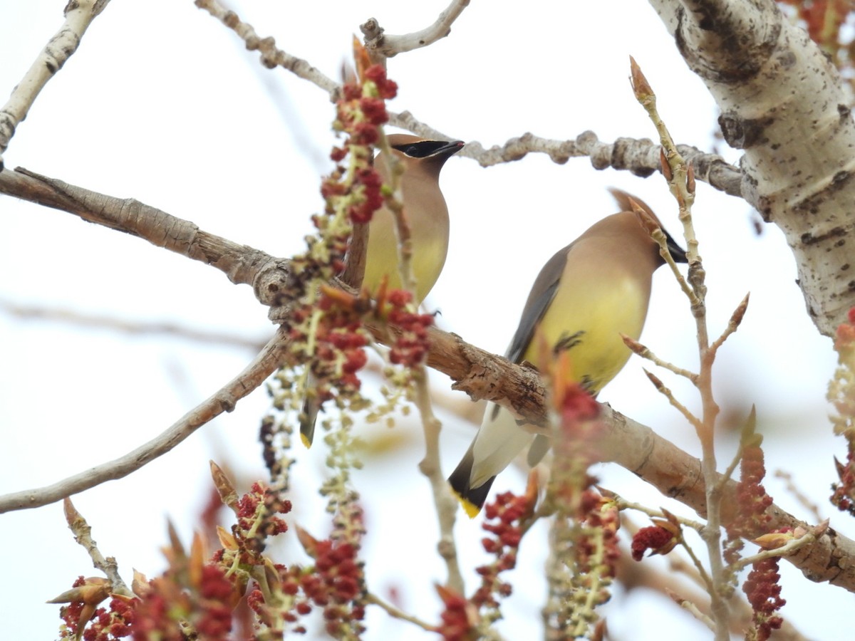 Cedar Waxwing - ML654881042