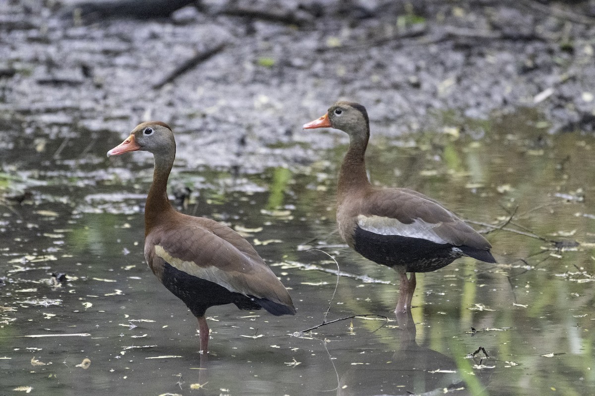 Black-bellied Whistling-Duck - ML654881107
