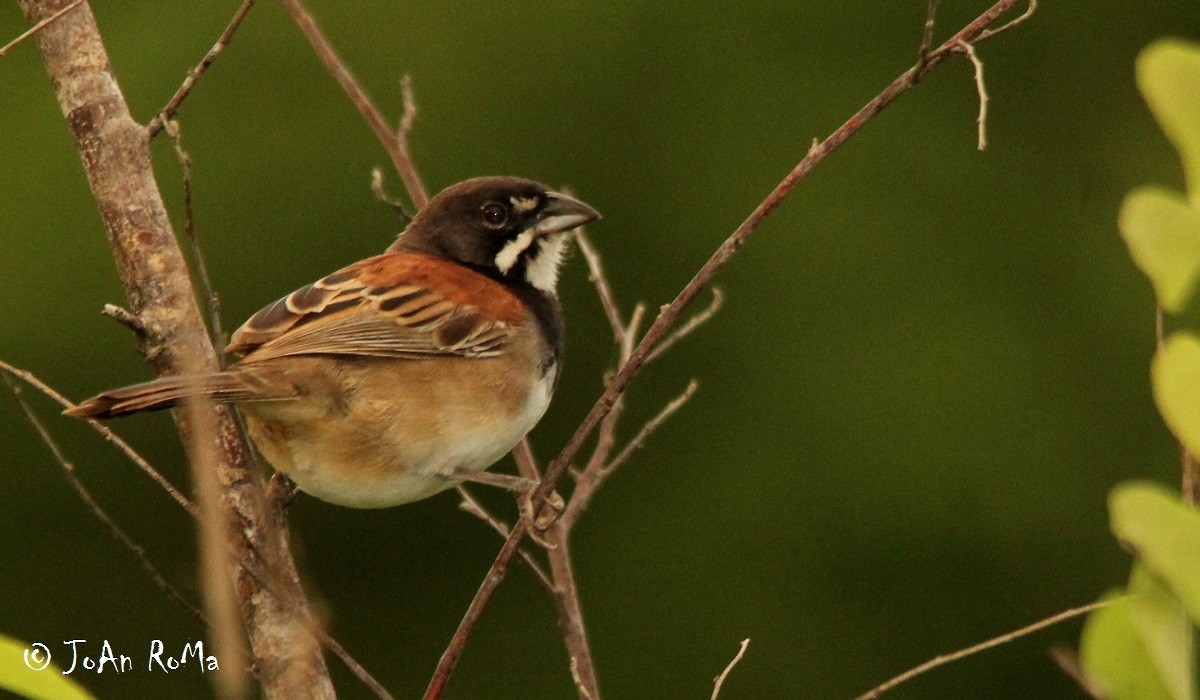 Black-chested Sparrow - ML65488111