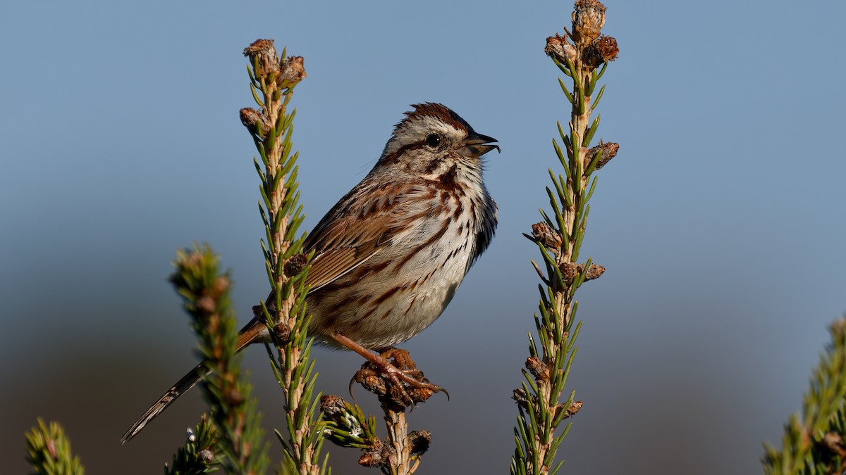 Song Sparrow - ML654881112