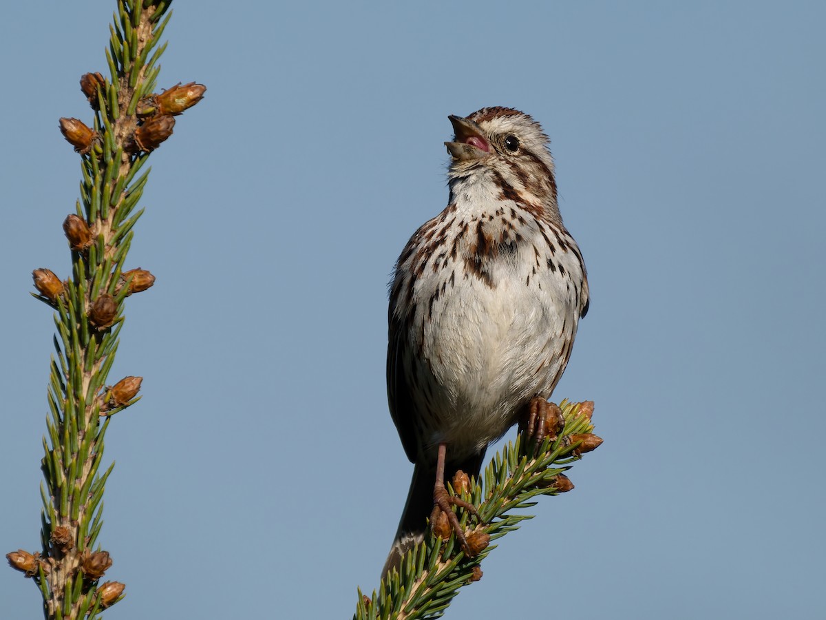 Song Sparrow - ML654881113
