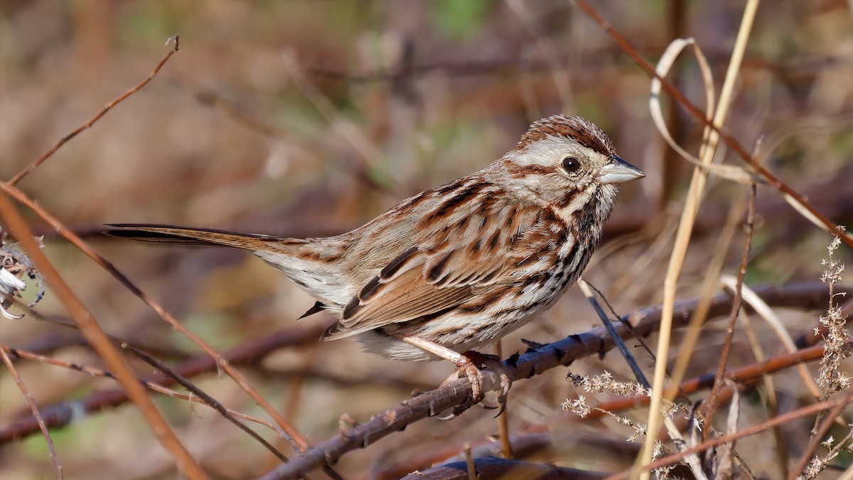 Song Sparrow - ML654881117
