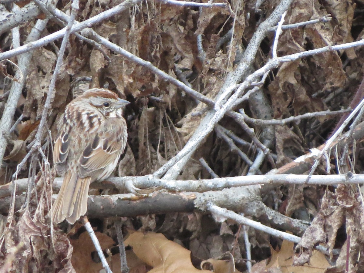 Song Sparrow - ML654881135