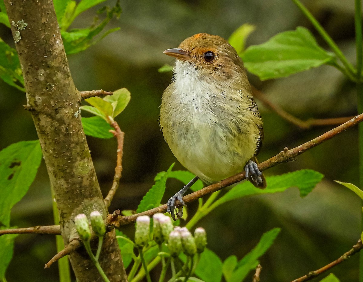 Fulvous-crowned Scrub-Tyrant - ML654881398