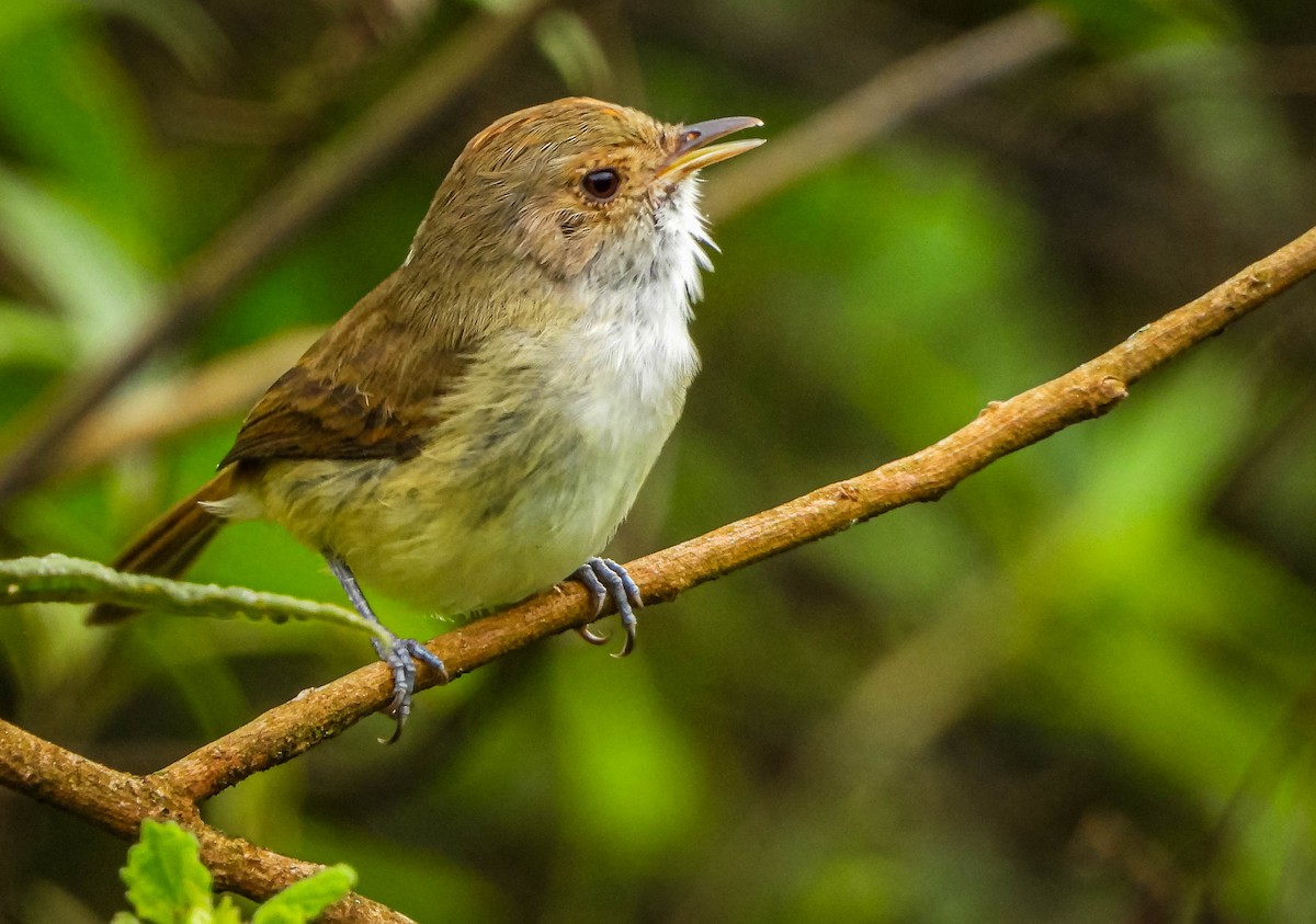 Fulvous-crowned Scrub-Tyrant - ML654881400