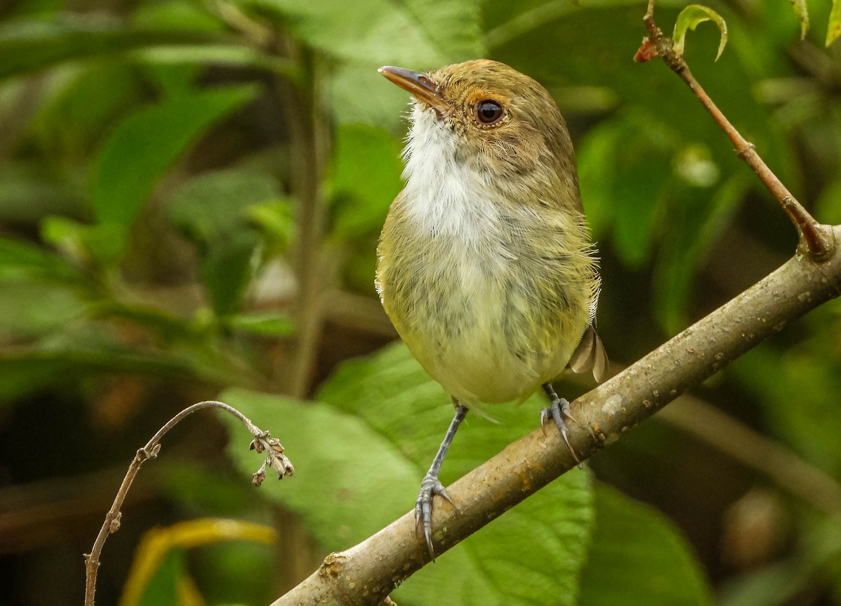 Fulvous-crowned Scrub-Tyrant - ML654881401