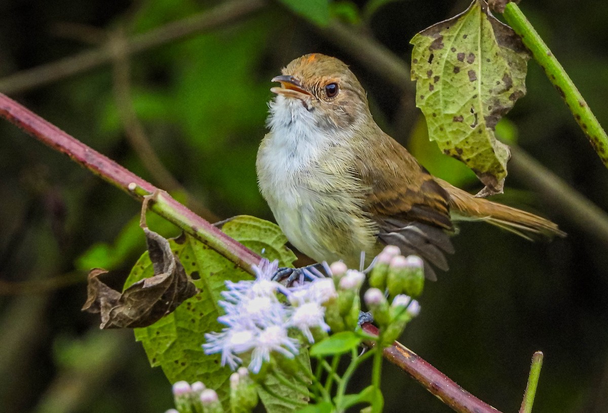Fulvous-crowned Scrub-Tyrant - ML654881402