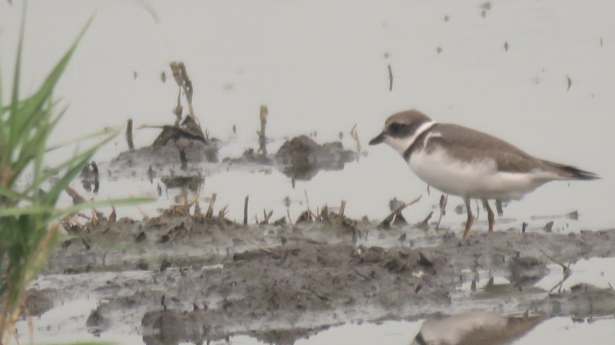 Semipalmated Plover - Reba and Allan Dupilka