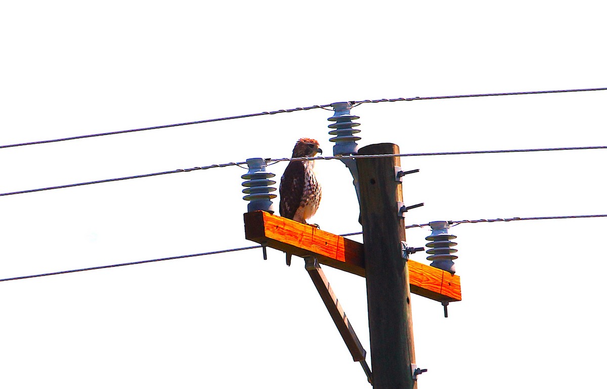 Zapelatz buztangorria - ML654882244