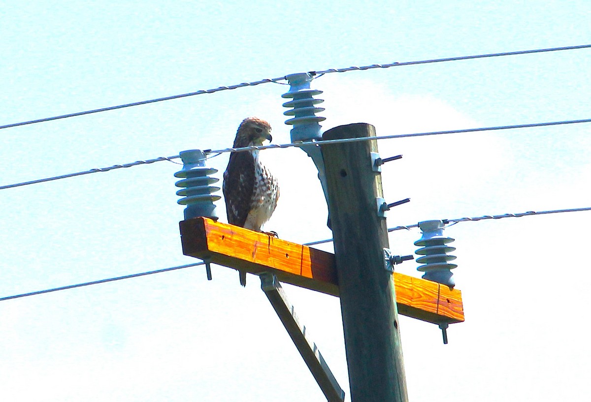 Zapelatz buztangorria - ML654882245